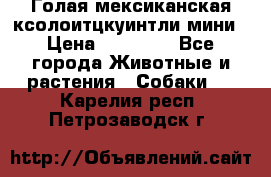 Голая мексиканская ксолоитцкуинтли мини › Цена ­ 20 000 - Все города Животные и растения » Собаки   . Карелия респ.,Петрозаводск г.